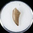 Raptor (Dromaeosaur) Tooth - Judith River #14795-1